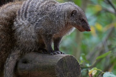 Suricate (veya Meercat) bir kayanın üzerinde, Quiver ağacının tepesinde gevşiyor