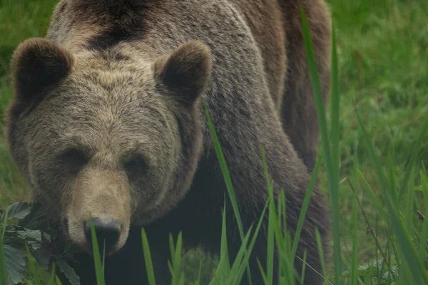 a bear on a walk inspects its possessions in the forest, photo taken in a nature reserve in Germany