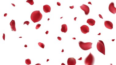 Sevgililer Günü 'nde romantik afişler için kırmızı aşk sembolleri ya da kırmızı gül yaprakları soyut çiçek arkaplanına harika bir gül tebrik kartı tasarımına sahip olacak. şeffaf arkaplan