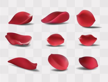 Beyaz arkaplanda veya şeffaf kırmızı gül yaprakları