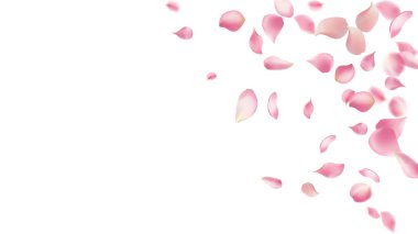 Gül yaprakları ya da uçan sakura yaprakları, gerçekçi pembe kiraz yapraklarının aktığı ya da düştüğü romantik bir arka plan. Aşk, romantizm, çiçek bahar mevsimi, kiraz çiçeği