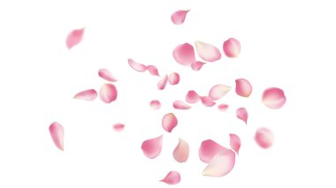 Gül yaprakları ya da uçan sakura yaprakları, gerçekçi pembe kiraz yapraklarının aktığı ya da düştüğü romantik bir arka plan. Aşk, romantizm, çiçek bahar mevsimi, kiraz çiçeği