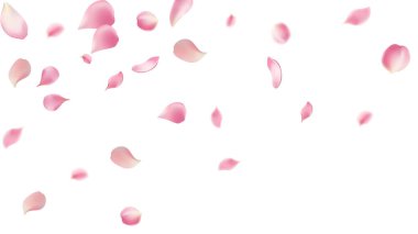 Gül yaprakları ya da uçan sakura yaprakları, gerçekçi pembe kiraz yapraklarının aktığı ya da düştüğü romantik bir arka plan. Aşk, romantizm, çiçek bahar mevsimi, kiraz çiçeği