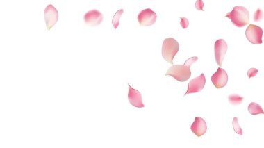 Gül yaprakları ya da uçan sakura yaprakları, gerçekçi pembe kiraz yapraklarının aktığı ya da düştüğü romantik bir arka plan. Aşk, romantizm, çiçek bahar mevsimi, kiraz çiçeği