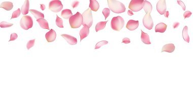 Gül yaprakları ya da uçan sakura yaprakları, gerçekçi pembe kiraz yapraklarının aktığı ya da düştüğü romantik bir arka plan. Aşk, romantizm, çiçek bahar mevsimi, kiraz çiçeği