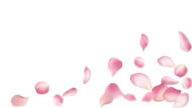 Gül yaprakları ya da uçan sakura yaprakları, gerçekçi pembe kiraz yapraklarının aktığı ya da düştüğü romantik bir arka plan. Aşk, romantizm, çiçek bahar mevsimi, kiraz çiçeği