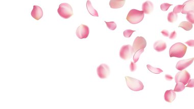 Gül yaprakları ya da uçan sakura yaprakları, gerçekçi pembe kiraz yapraklarının aktığı ya da düştüğü romantik bir arka plan. Aşk, romantizm, çiçek bahar mevsimi, kiraz çiçeği