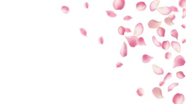 Gül yaprakları ya da uçan sakura yaprakları, gerçekçi pembe kiraz yapraklarının aktığı ya da düştüğü romantik bir arka plan. Aşk, romantizm, çiçek bahar mevsimi, kiraz çiçeği