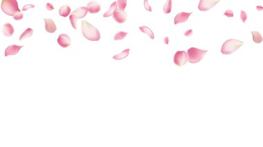 Gül yaprakları ya da uçan sakura yaprakları, gerçekçi pembe kiraz yapraklarının aktığı ya da düştüğü romantik bir arka plan. Aşk, romantizm, çiçek bahar mevsimi, kiraz çiçeği