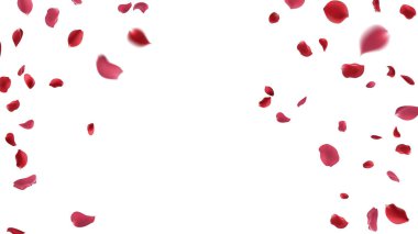 Kırmızı gül yaprakları beyaz arka planda daireler çizer..