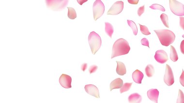 Gül yaprakları ya da uçan sakura yaprakları, gerçekçi pembe kiraz yapraklarının aktığı ya da düştüğü romantik bir arka plan. Aşk, romantizm, çiçek bahar mevsimi