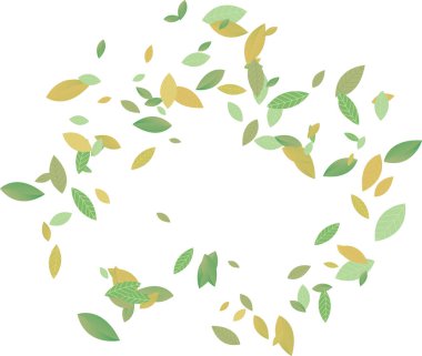 Düşen çay yaprakları, arka planda izole edilmiş havada uçuşan gerçekçi yapraklar. Ürün ambalaj tasarımı için çiçek organik elementler