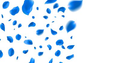  Açık mavi bir gülün 14 Şubat taçyaprakları çok uzaklara uçar. izole arkaplan