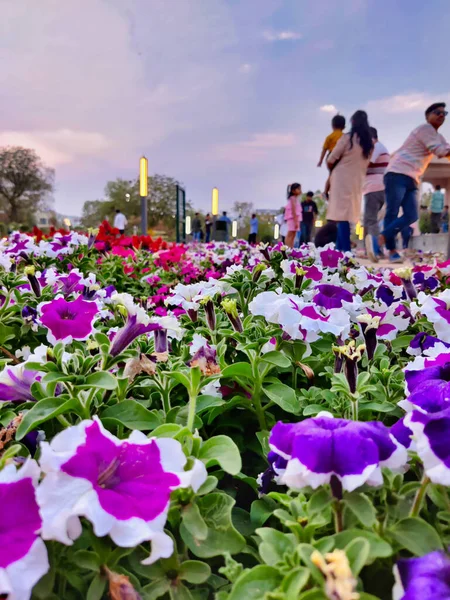 stock image Jaipur, India Circa 2023: Picture of multi colored flowers in a garden shot during sunset