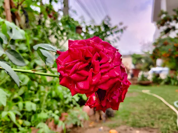Zdjęcie Różowej Róży Ogrodzie Strzał Ciągu Dnia — Zdjęcie stockowe