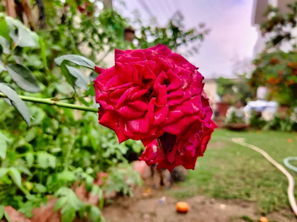Bild Einer Rosafarbenen Rose Einem Garten Der Tagsüber Fotografiert Wurde — Stockfoto