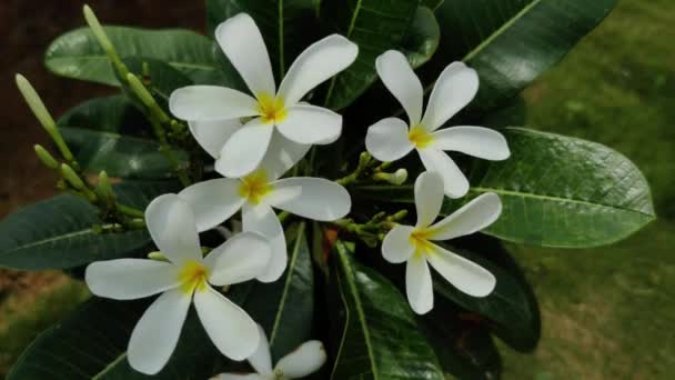 Záběry Bílých Květin Zelenými Listy Pořízené Slunečného Dne Zahradě — Stock video