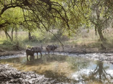 Ormanda gün ışığında çekilen kahverengi kürklü bir geyiğin vahşi yaşam fotoğrafları.