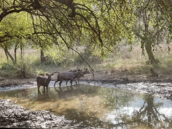 Ormanda gün ışığında çekilen kahverengi kürklü bir geyiğin vahşi yaşam fotoğrafları.