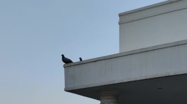 Duvarda oturan bir güvercin görüntüsü. Mavi gökyüzü arka planına karşı son çekim.