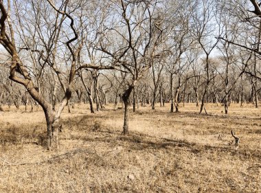 Ranthambore Ulusal Parkı 'nda yazın kuru ve ölü duran büyük ağaçların resmi.