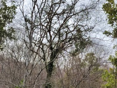 Ranthambore Ulusal Parkı 'nda yazın kuru ve ölü duran büyük ağaçların resmi.