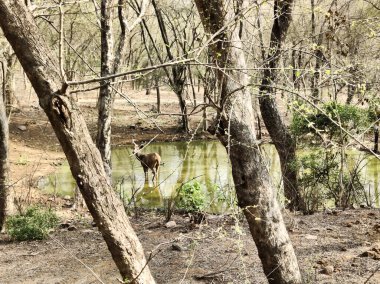 Ranthambore Ulusal Parkı 'nda gündüz vakti su içilen bir geyik resmi.