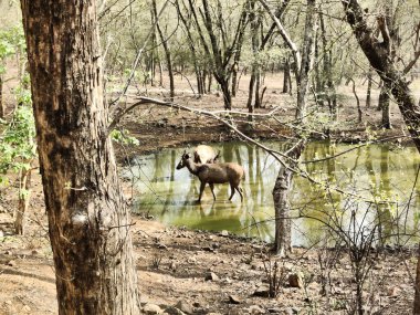 Ranthambore Ulusal Parkı 'nda gündüz vakti su içilen bir geyik resmi.