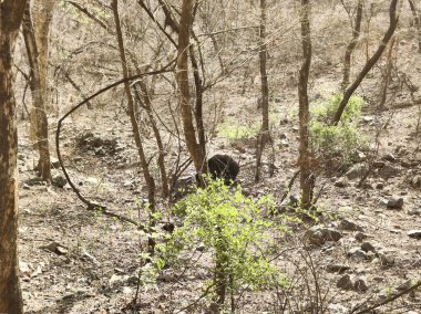 Ranthambore Ulusal Parkı 'nda yazın kuru ve ölü duran büyük ağaçların resmi.