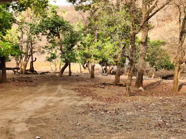 stock image Picture of green trees standing in forest shot at Ranthambore National Park in summers during daylight