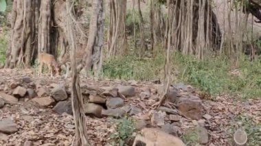 Sawai Madhopur, Hindistan 8 Haziran 2024: Ranthambore Ulusal Parkı 'nda gündüz vakti vurulan bir geyiğin görüntüsü. İnsanlar safari aracında oturup arka plandaki geyiğe bakıyor.