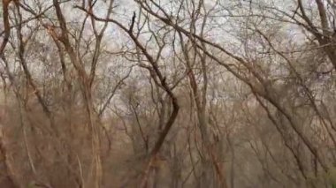 Ranthambore Ulusal Parkı 'nda yazın kuru ve ölü duran büyük ağaçların görüntüleri.
