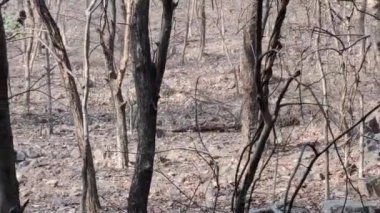 Ranthambore Ulusal Parkı 'nda yazın kuru ve ölü duran büyük ağaçların görüntüleri.