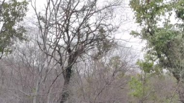 Ormanda duran yeşil ağaçların görüntüleri yaz aylarında Ranthambore Ulusal Parkı 'nda çekildi.