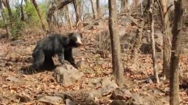 Ranthambore Ulusal Parkı 'nda gündüz vakti çekilen bir siyah ayı görüntüsü.