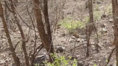 Ranthambore Ulusal Parkı 'nda gündüz vakti çekilen bir siyah ayı görüntüsü.