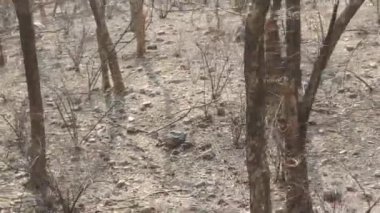 Ranthambore Ulusal Parkı 'nda gündüz vakti çekilen bir siyah ayı görüntüsü.