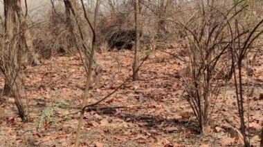 Ranthambore Ulusal Parkı 'nda gündüz vakti çekilen bir siyah ayı görüntüsü.