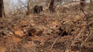 Ranthambore Ulusal Parkı 'nda gündüz vakti çekilen bir siyah ayı görüntüsü.