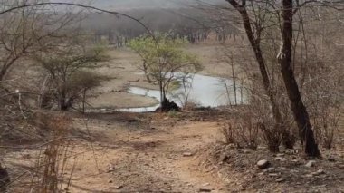 Ranthambore Ulusal Parkı 'nda yazın kuru ve ölü duran büyük ağaçların görüntüleri. 