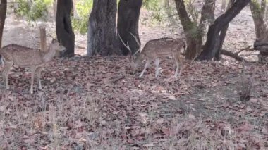 Ranthambore Ulusal Parkı 'nda gündüz vakti çimen yiyen bir geyik görüntüsü.