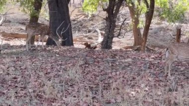 Ranthambore Ulusal Parkı 'nda gündüz vakti çimen yiyen bir geyik görüntüsü.