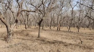 Ranthambore Ulusal Parkı 'nda yazın kuru ve ölü duran büyük ağaçların görüntüleri. 