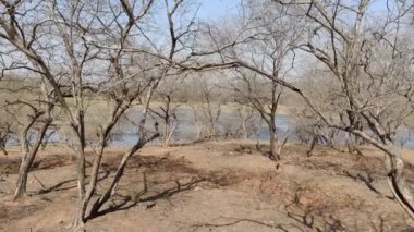 Ranthambore Ulusal Parkı 'nda yazın kuru ve ölü duran büyük ağaçların görüntüleri. 