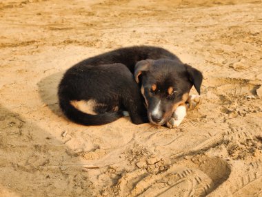 Gün ışığında parkta yerde oturan yavru bir köpeğin fotoğrafı.