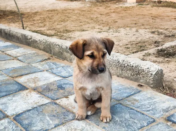 Gün ışığında parkta yerde oturan yavru bir köpeğin fotoğrafı.