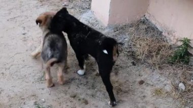 Gün ışığında parkta yerde oturan yavru bir köpeğin görüntüsü.