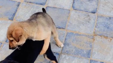 Gün ışığında parkta yerde oturan yavru bir köpeğin görüntüsü.