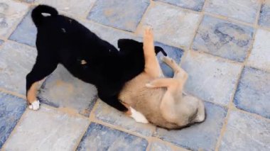 Gün ışığında parkta yerde oturan yavru bir köpeğin görüntüsü.