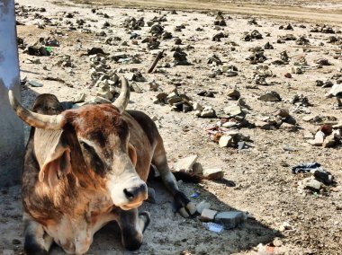 Hindistan, Rajasthan 'ın kırsal kesiminde yerde uyuyan inek resmi. İnek evcil hayvan